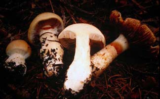 The cortina web is enclosing the gills on the young one at the left. On the cut one you can see the gill attachment is adnexed to sinuate. 